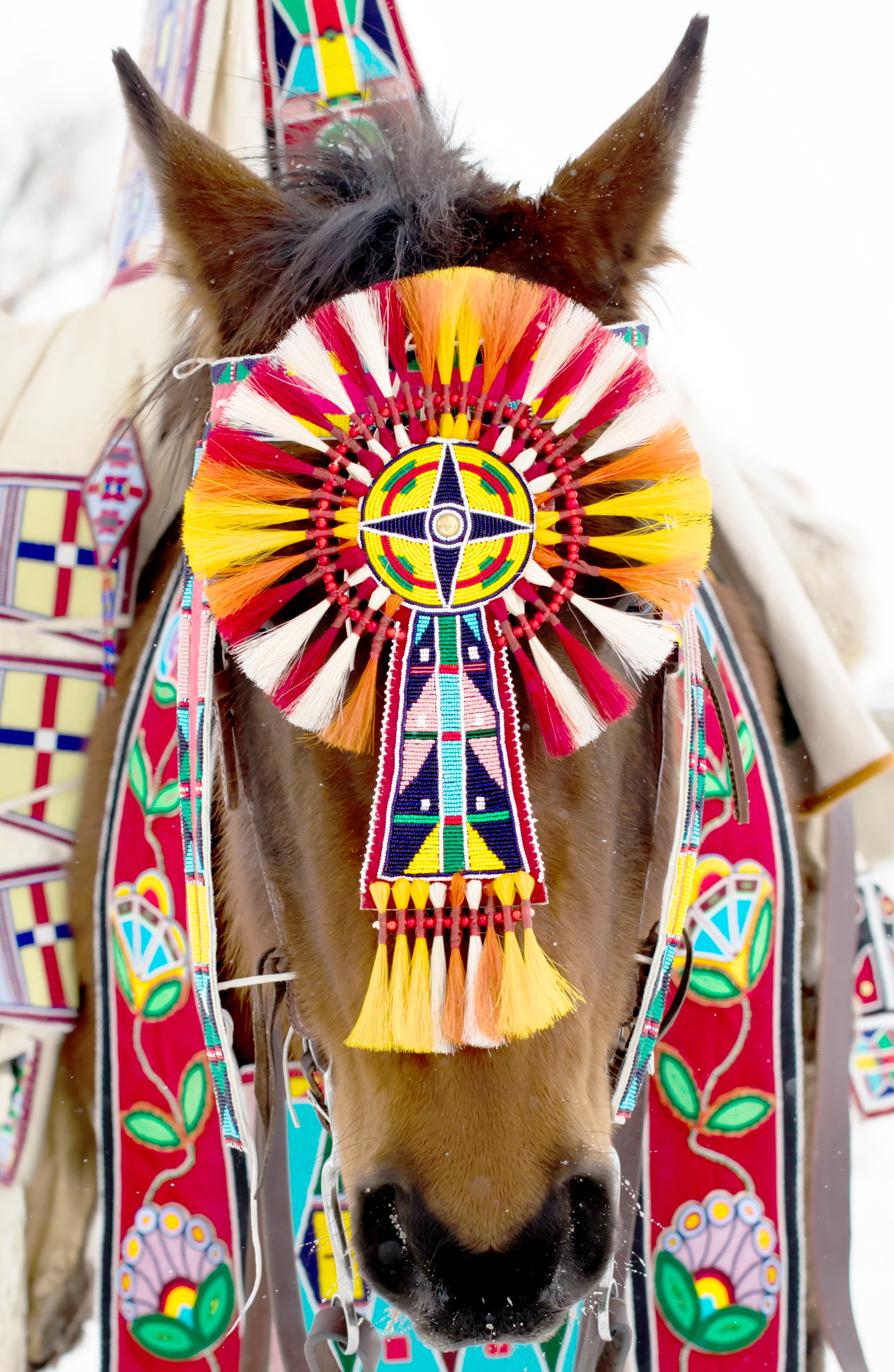 Horse wearing colorful beaded headdress